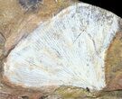 Fossil Ginkgo Leaf With Fossils On Back - Paleocene #58977-1